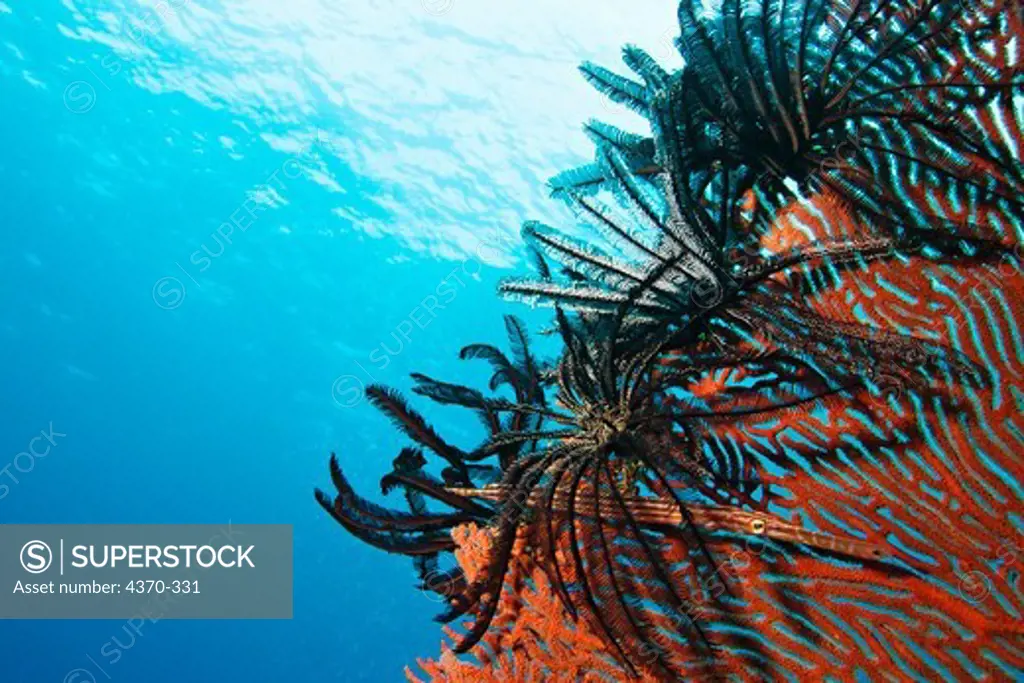 Crinoid on a Sea Fan with Redstripe Pipefish