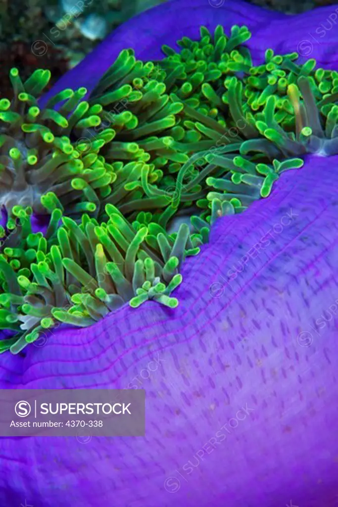 Close-up of Purple Sea Anemone