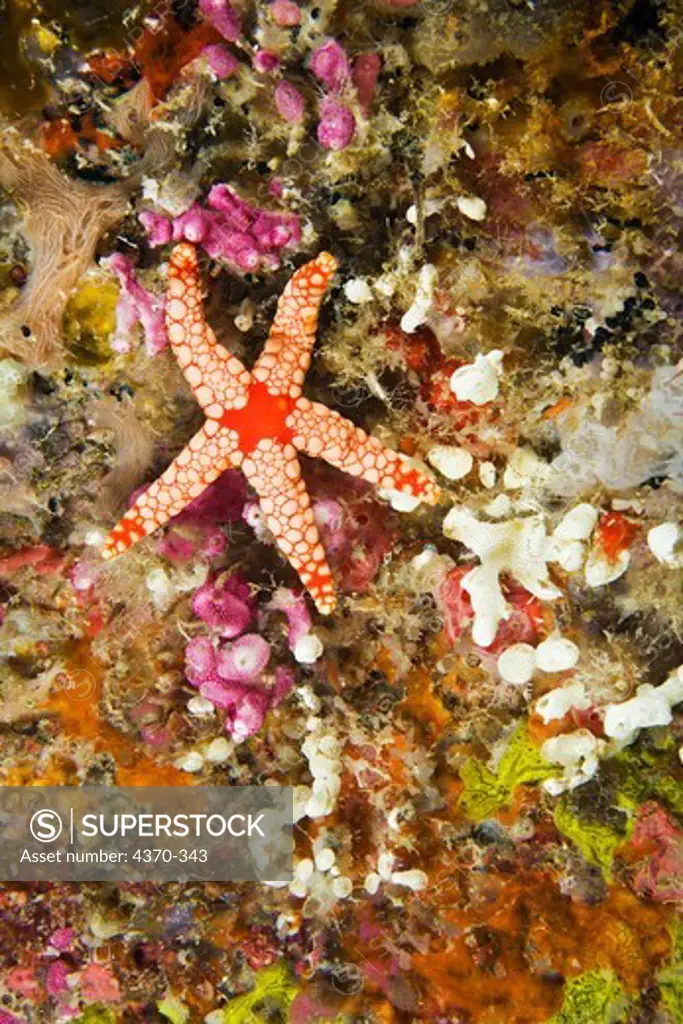 Close-up of a Noduled Sea Star