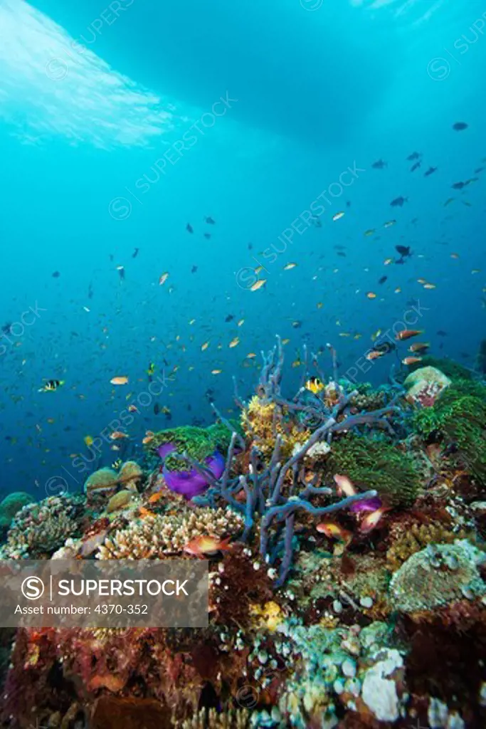 Anemones, Anemonefish and Other Creatures Surround Coral Reef