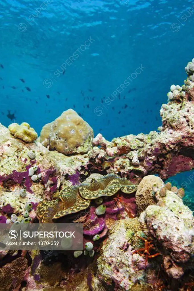 Giant Clam on Reef