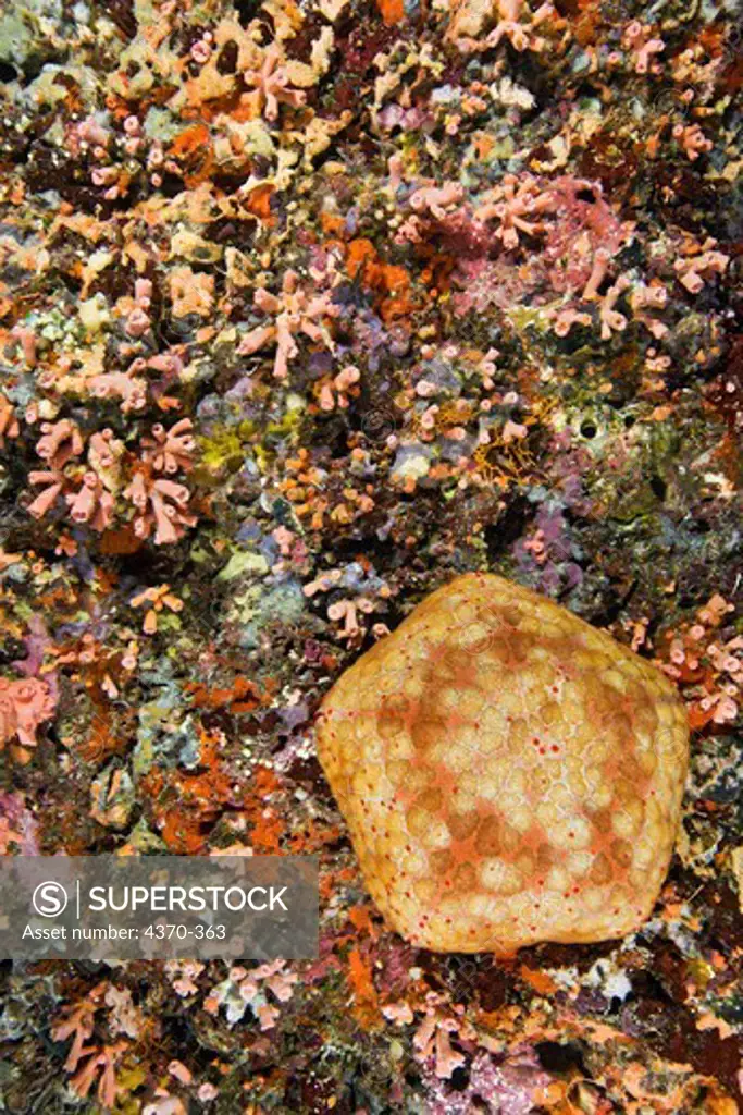 Schmedelian Pincushion Sea Star on a Reef