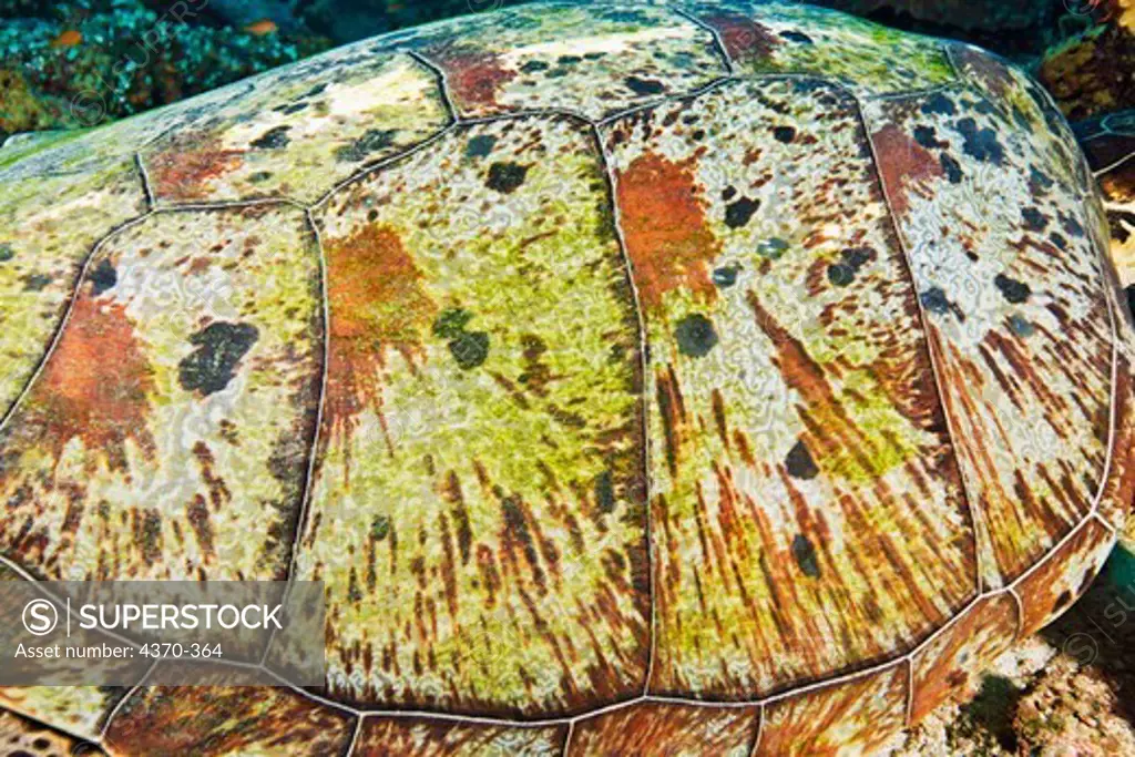 Close-up of the Shell of a Green Sea Turtle
