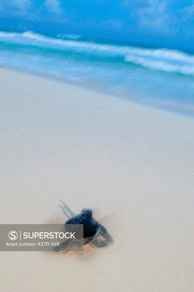 Mexico, Cozumel, Parque Nacional Arrecifes de Cozumel, Hawksbill sea turtle hatchling (Eretmochelys imbricata)