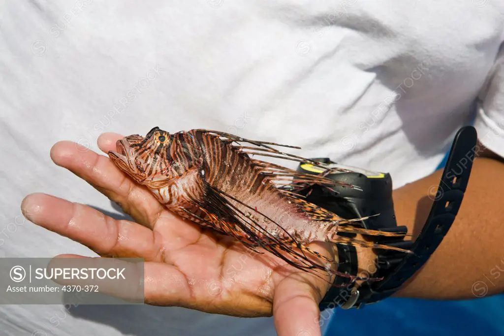 Mexico, Cozumel, Parque Nacional Arrecifes de Cozumel, Captured lionfish brought to park boat for staff to report