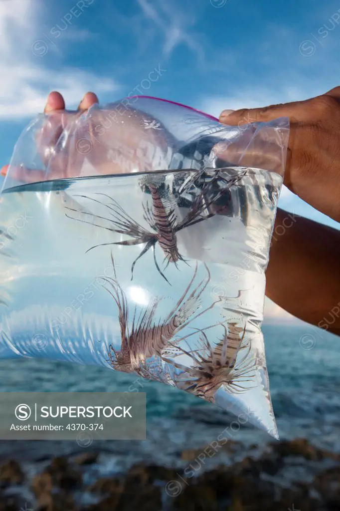 Mexico, Cozumel, Scuba diver with collected lionfish from local reefs