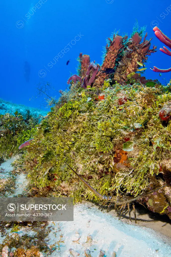 Mexico, Cozumel, Small Caribbean spiny lobster (Panulirus argus) hiding in small reef head