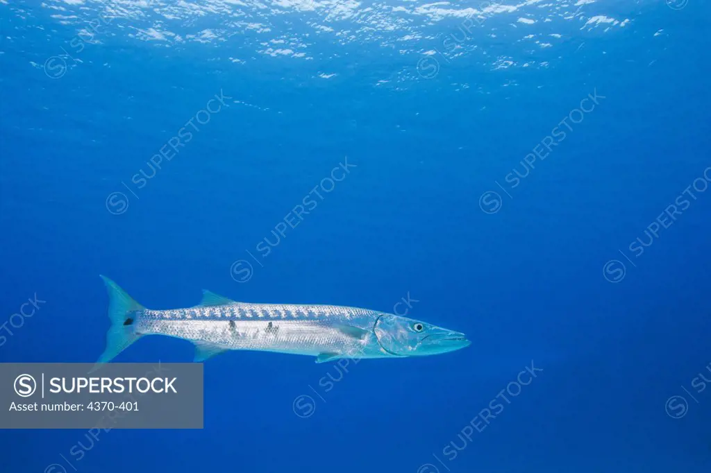 Mexico, Cozumel, Great barracuda (Sphyraena barracuda)