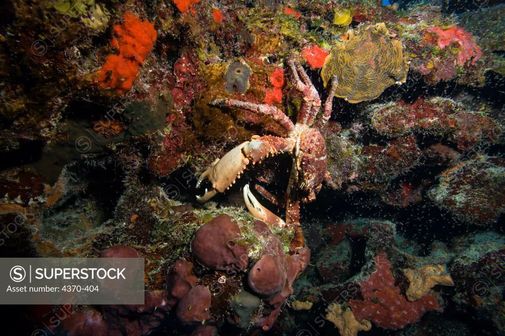 Mexico, Cozumel, Deeper Chankanaab Reef, Large reef crab (mithrax sp.) on colorful sponge covered reef