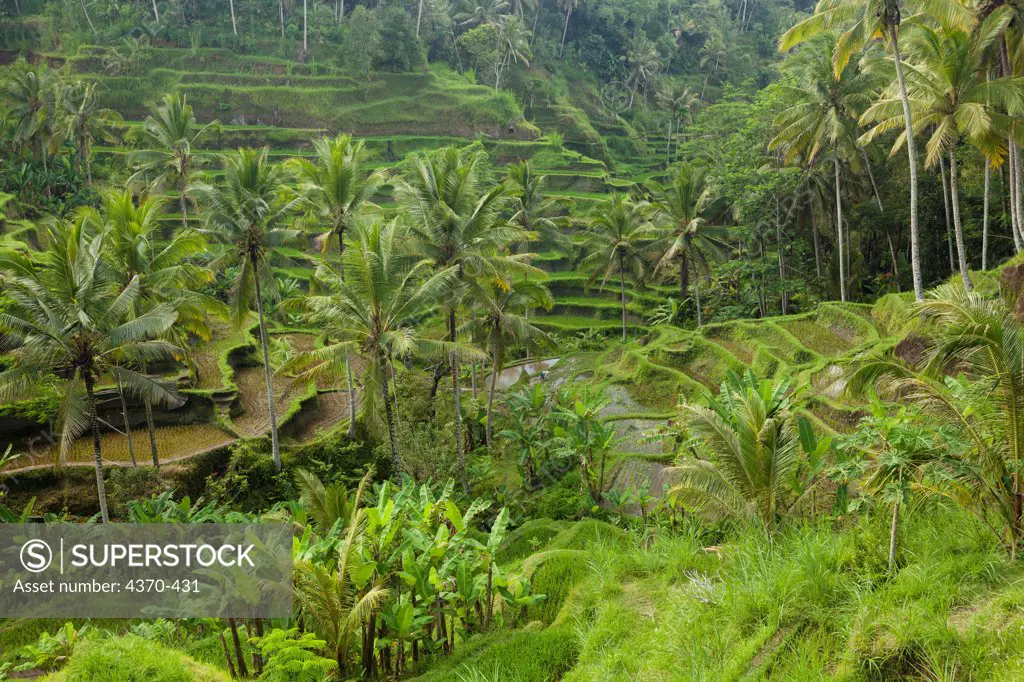 Indonesia, Bali, Rice fields and countryside outside of Ubud
