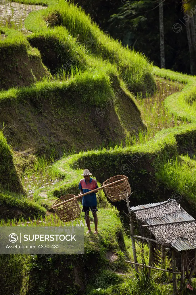 Indonesia, Bali, Man working in rice fields and countryside outside of Ubud