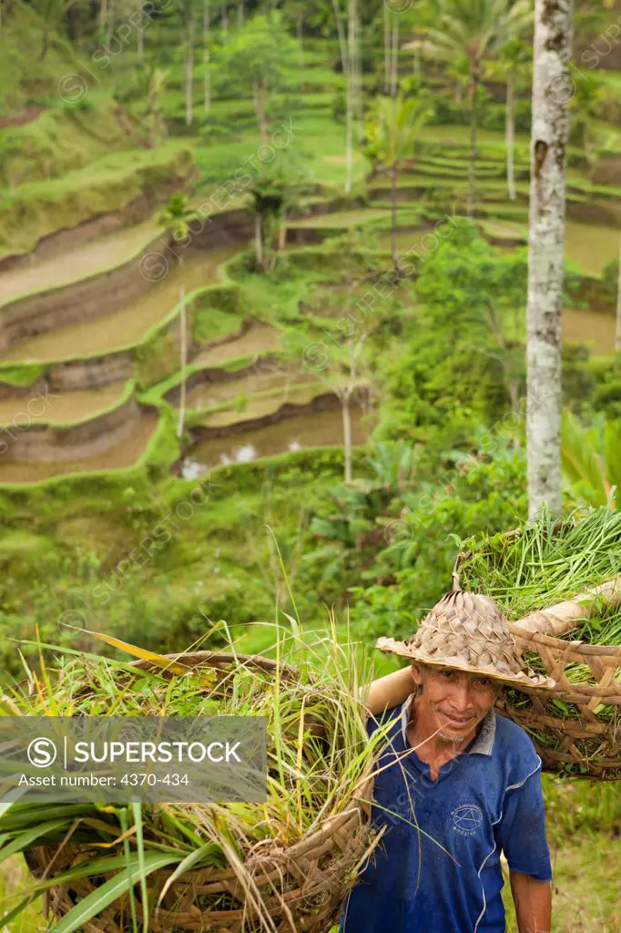 Indonesia, Bali, Man carrying rice from field