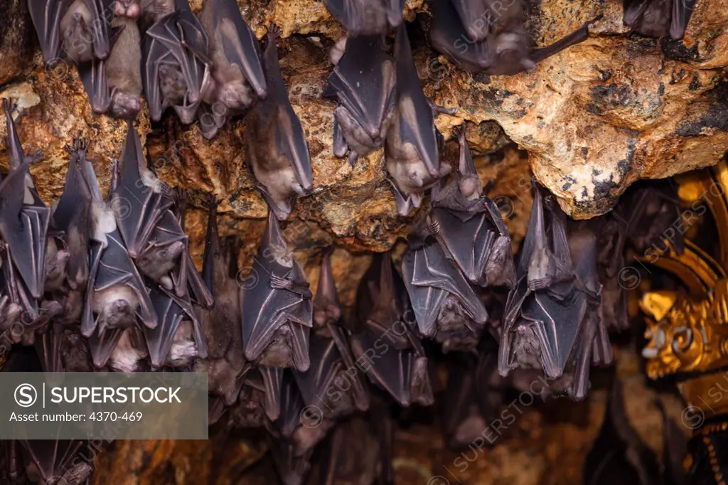 Indonesia, Bali, Flying fox bats (Pteropus sp), Goa Lawah bat cave