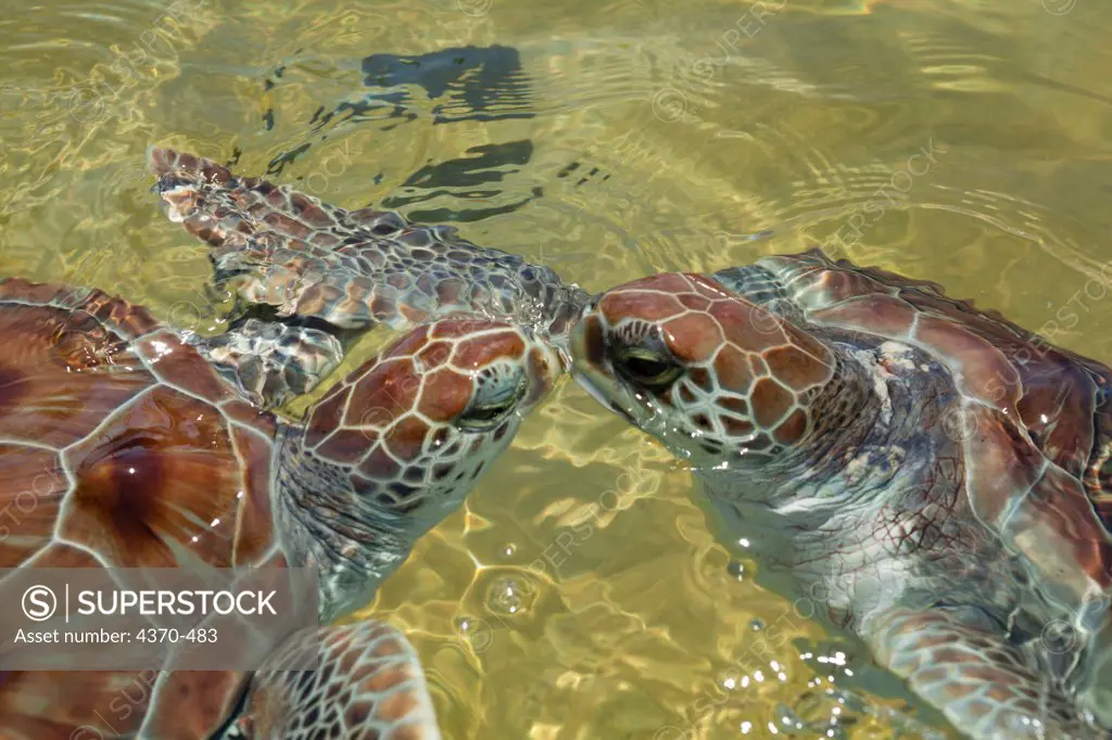 Cayman Islands, Grand Cayman Island, Green sea turtles (Chelonia mydas) at Turtle Farm