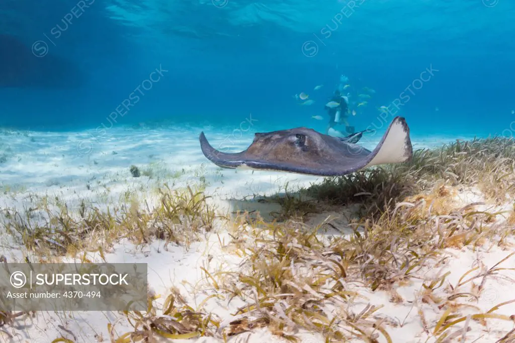 Cayman Islands, Divers at Stingray City, Southern Stingray (Dasyatis americana)