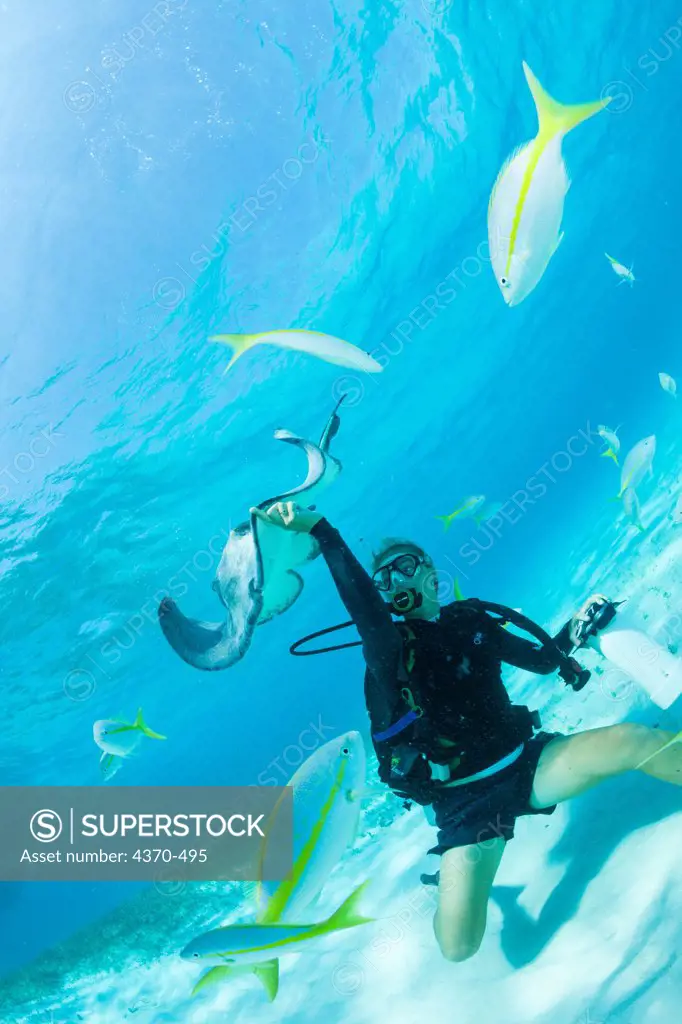 Cayman Islands, Diver at Stingray City, Southern Stingray (Dasyatis americana)