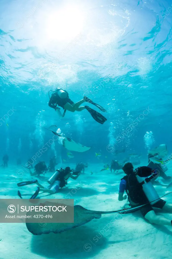 Cayman Islands, Divers at Stingray City, Southern Stingray (Dasyatis americana)
