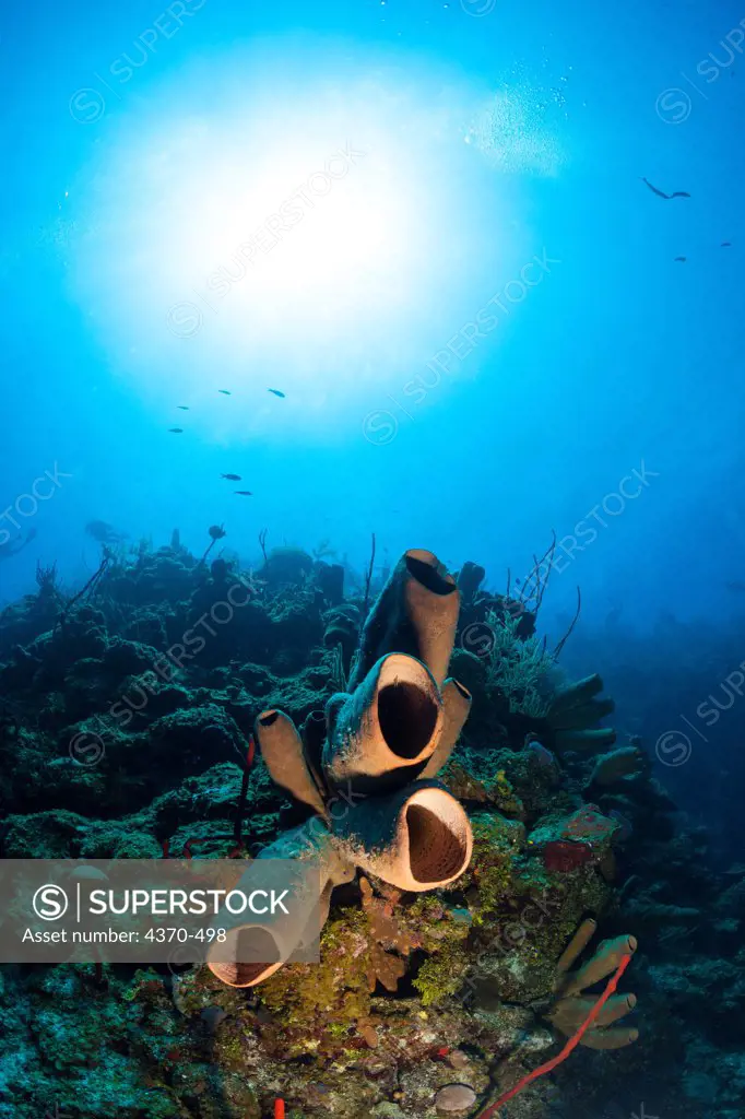 Cayman Islands, Large tube sponge (Agelas conifera)