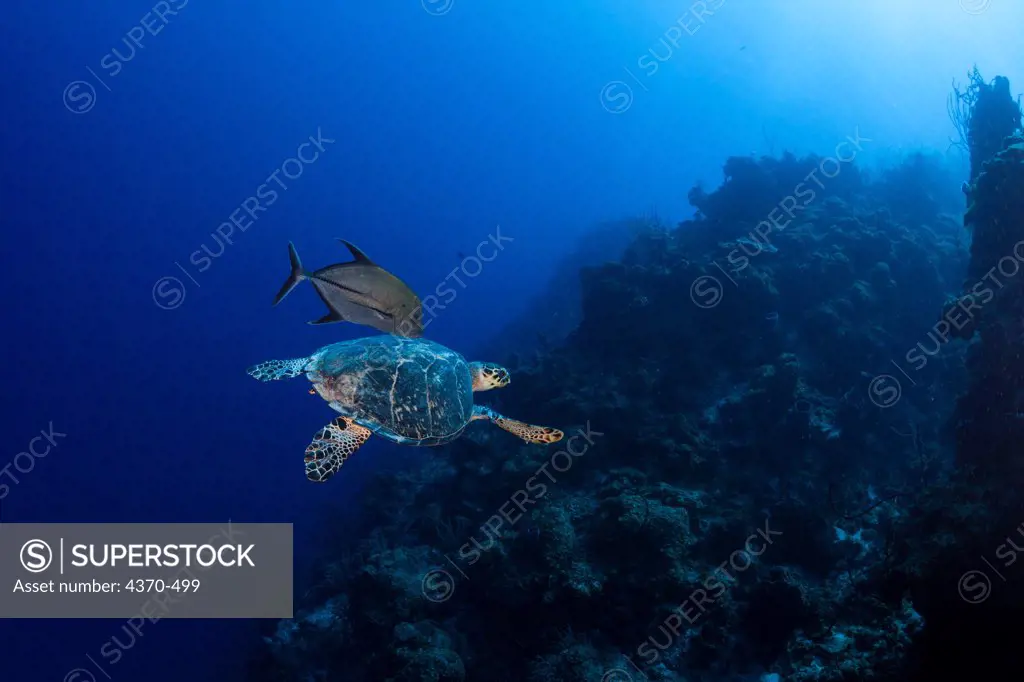 Cayman Islands, Hawksbill turtle (Eretmochelys imbricata) being shadowed by jack fish (Caranx lugubris)