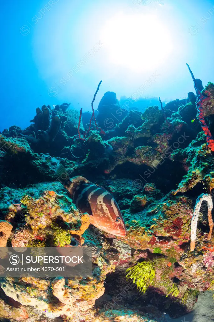 Cayman Islands, Nassau grouper (Epinephelus striatus) on reef