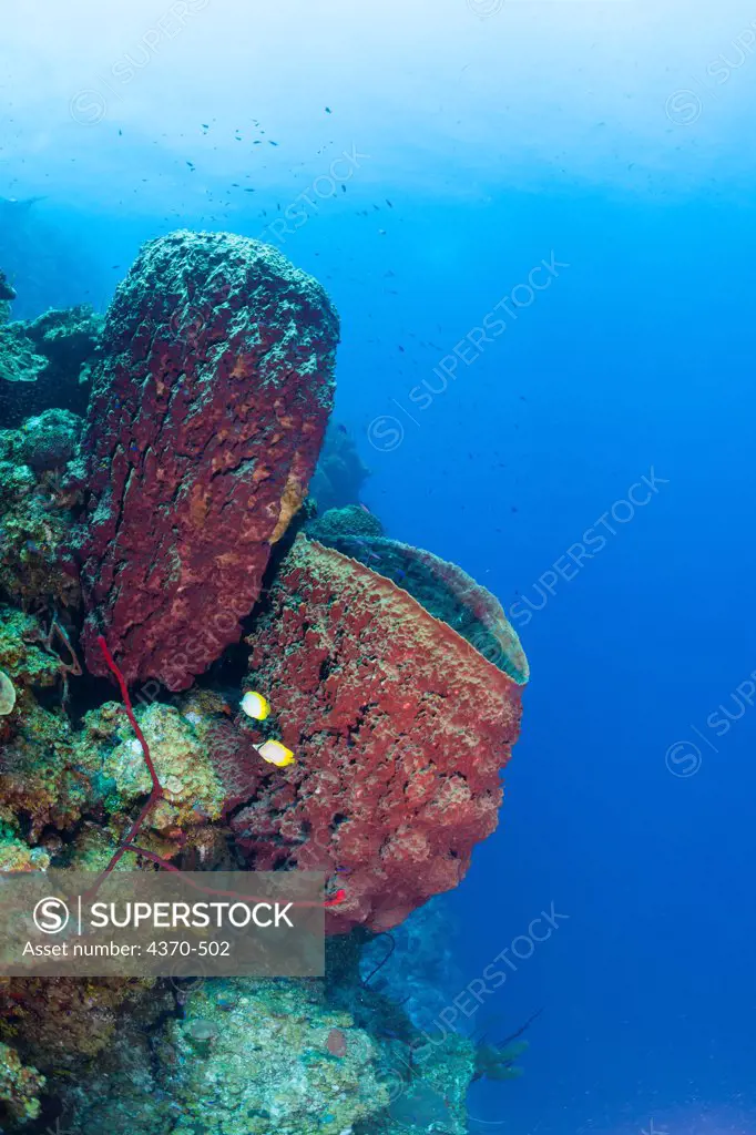 Cayman Islands, Barrel sponges (Xestospongia muta) on reef