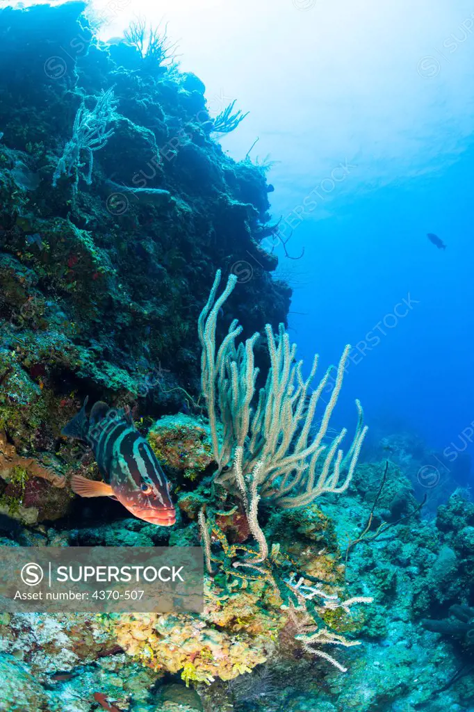 Cayman Islands, Nassau Groupers (Epinephelus striatus) on reef