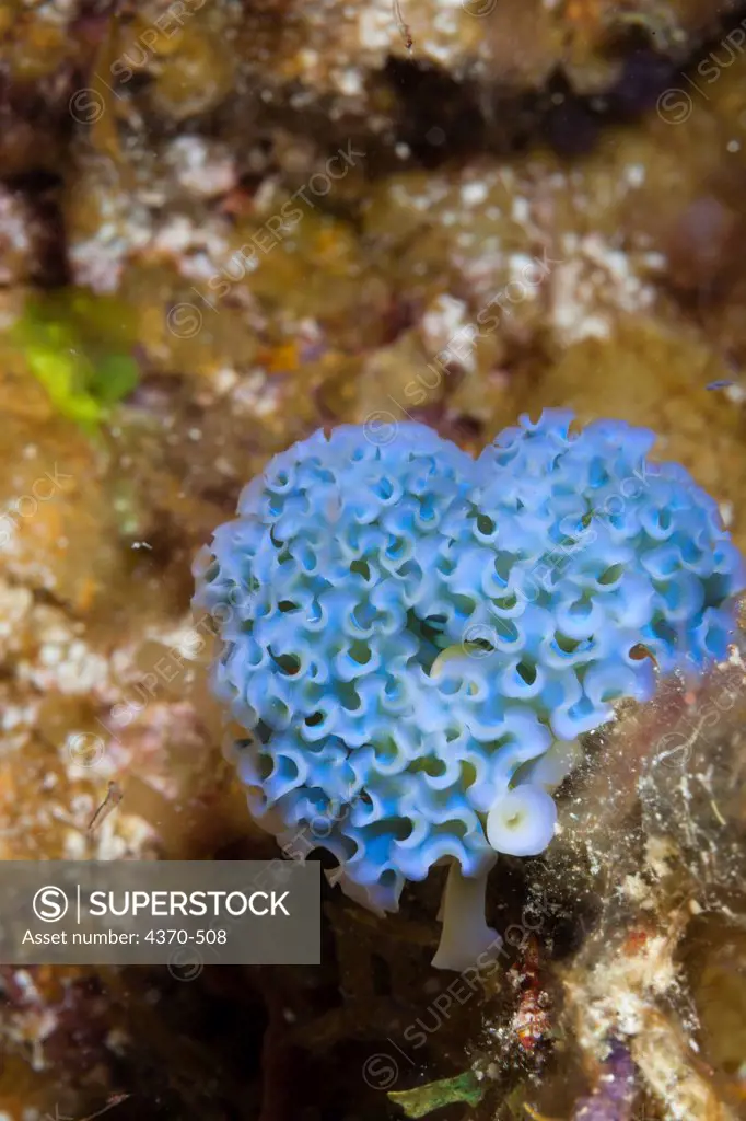 Cayman Islands, Lettuce sea slug (Elysia crispata)