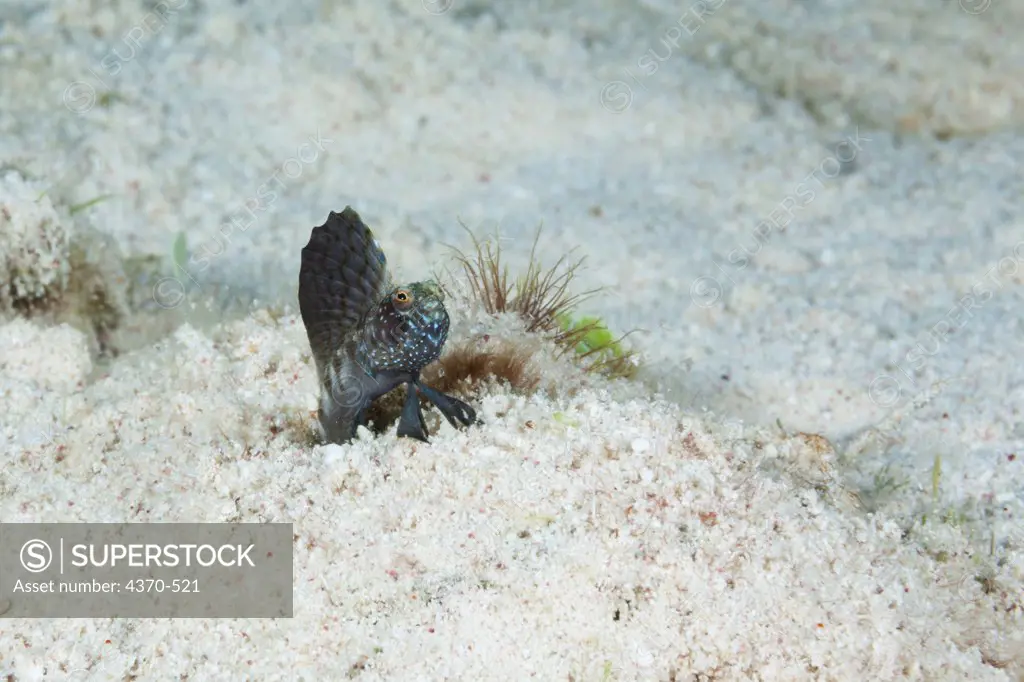 Cayman Islands, Sailfin blenny male (Emblemaria pandionis) at burrow and preparing to display for female