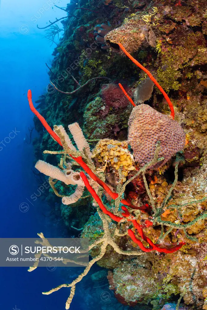 Cayman Islands, Little Cayman Islands, Bloody Bay wall, Mixture of sponges and corals on reef wall