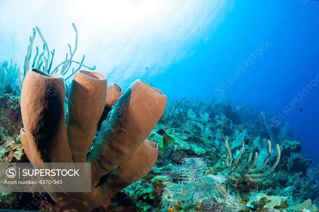Cayman Islands, Little Cayman Islands, Bloody Bay Wall, Tube sponges (Agelas sp)
