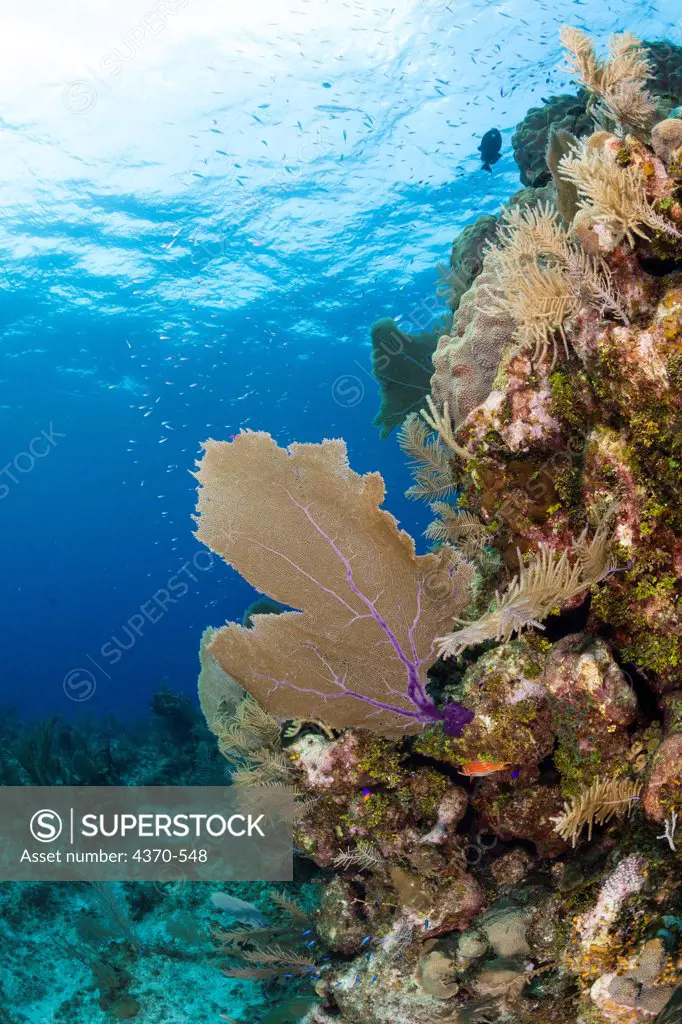 Cayman Islands, Little Cayman Islands, Bloody Bay Wall, Coral and sponge covered reef