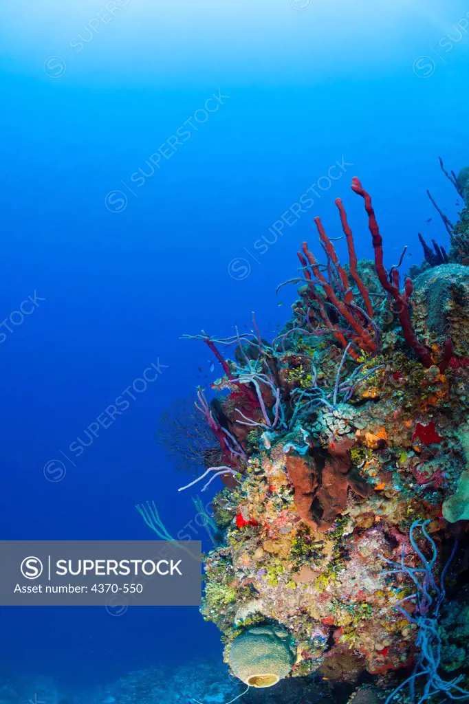 Cayman Islands, Little Cayman Islands, Bloody Bay Wall, Coral and sponge covered reef