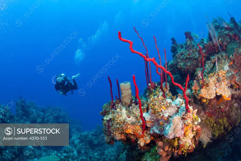 Cayman Islands, Little Cayman Island, Bloody Bay Wall area, Scuba diver near sponge and coral covered reef system
