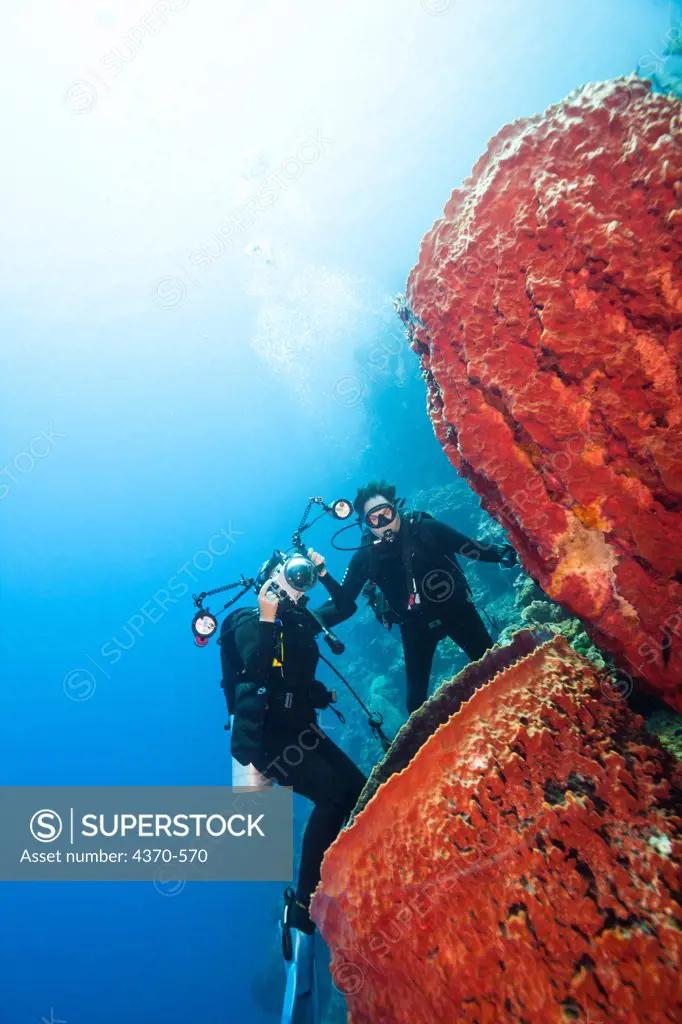 Cayman Islands, Male and female scuba divers photographing giant barrel sponges (Xestospongia muta)