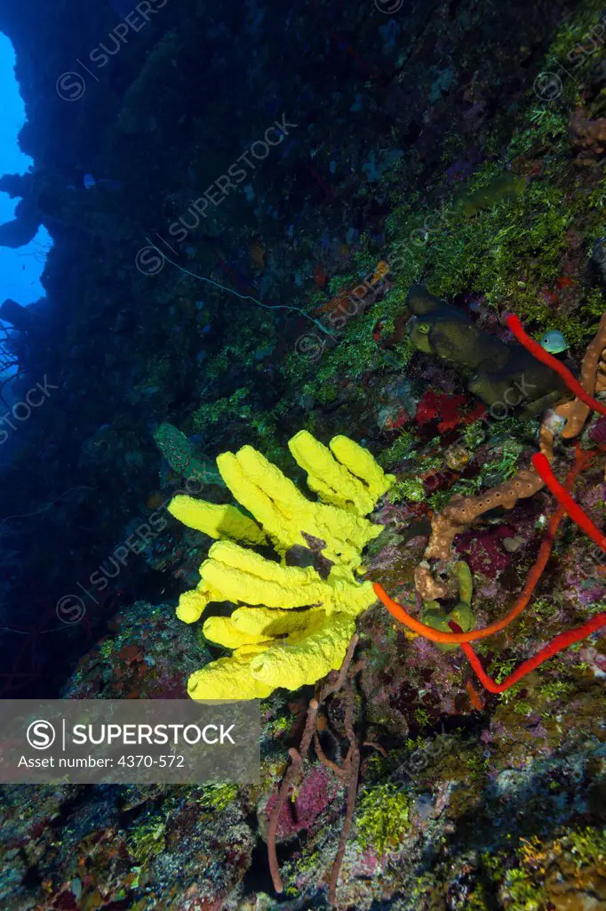 Cayman Islands, Yellow tube sponge (aplysina fistularis)  on reef wall