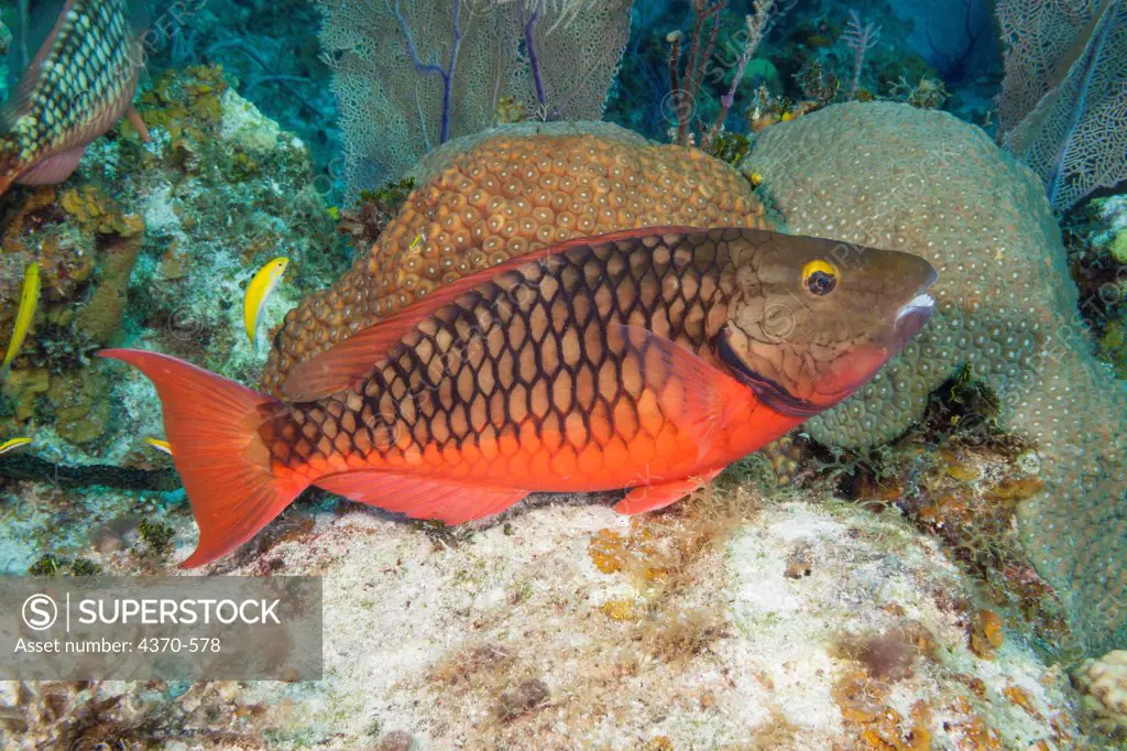Cayman Islands, Parrotfish (Sparisoma viride)  Initial phase
