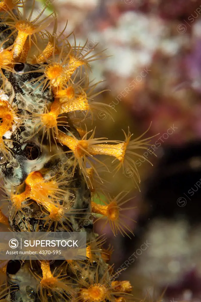 Cayman Islands, Unidentied species of coral or anemone