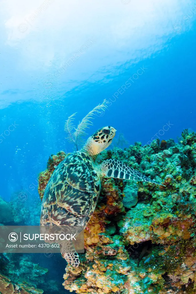 Cayman Islands, Hawksbill turtle (Eretmochelys imbriocota) at Caribbean Sea