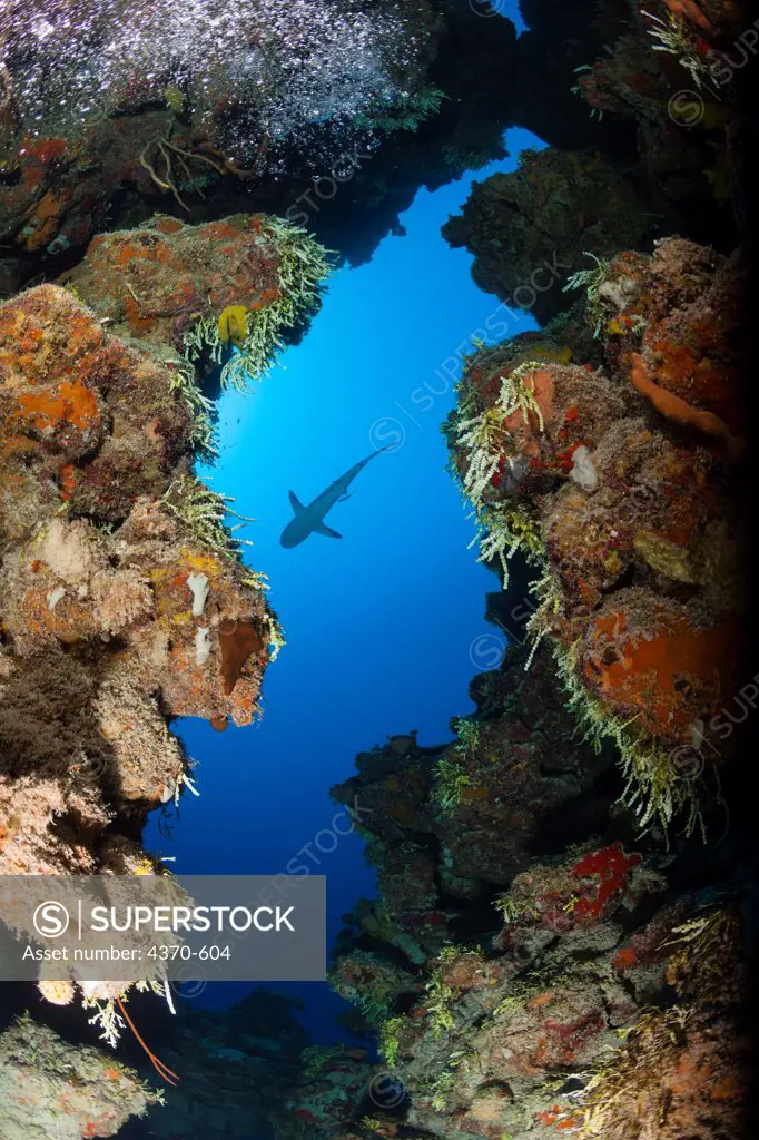 Cayman Islands, Caribbean reef shark (Carcharhinus perezi) through coral reef cut