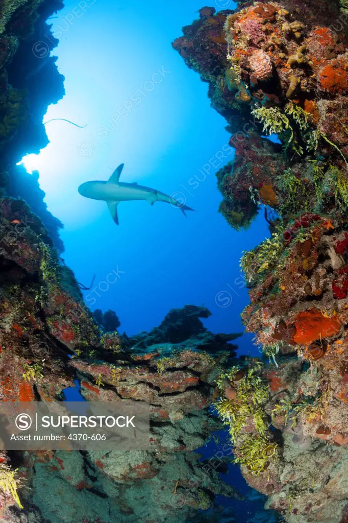 Cayman Islands, Caribbean reef shark (Carcharhinus perezi) through coral reef cut