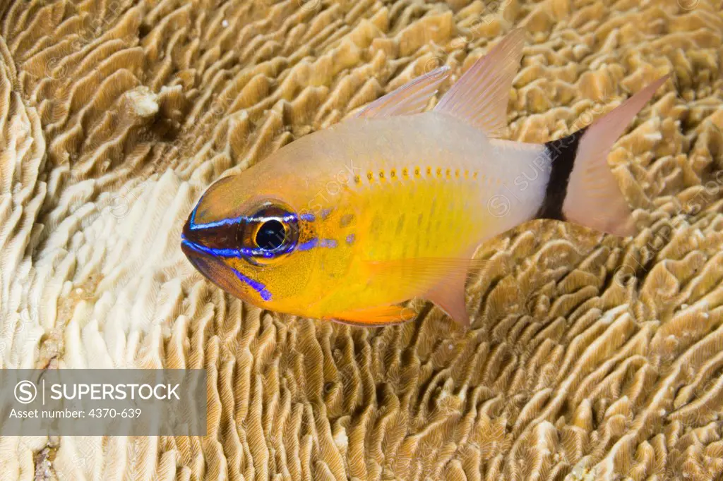 Indonesia, Bali,  Three saddle cardinalfish (Apogon bandanensis)