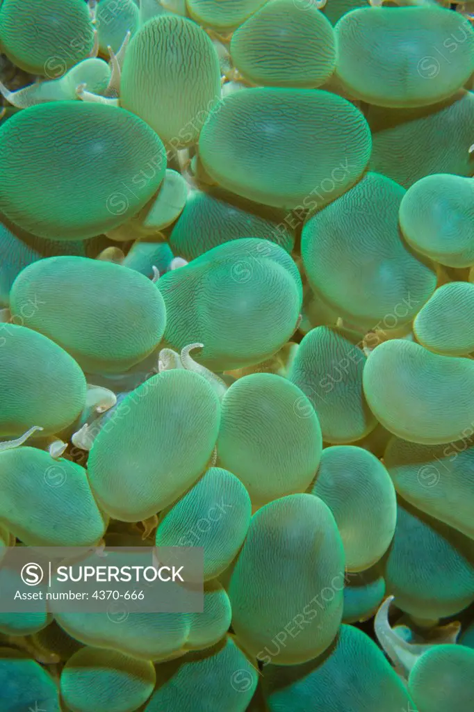 Indonesia, Close-up of Bubble Coral detail