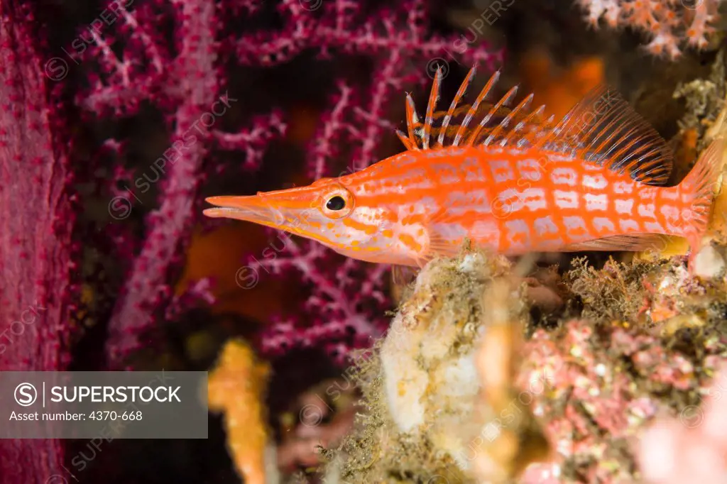 Indonesia, Sangeang Island,  Longnose Hawkfish (Oxycirrhites typus)