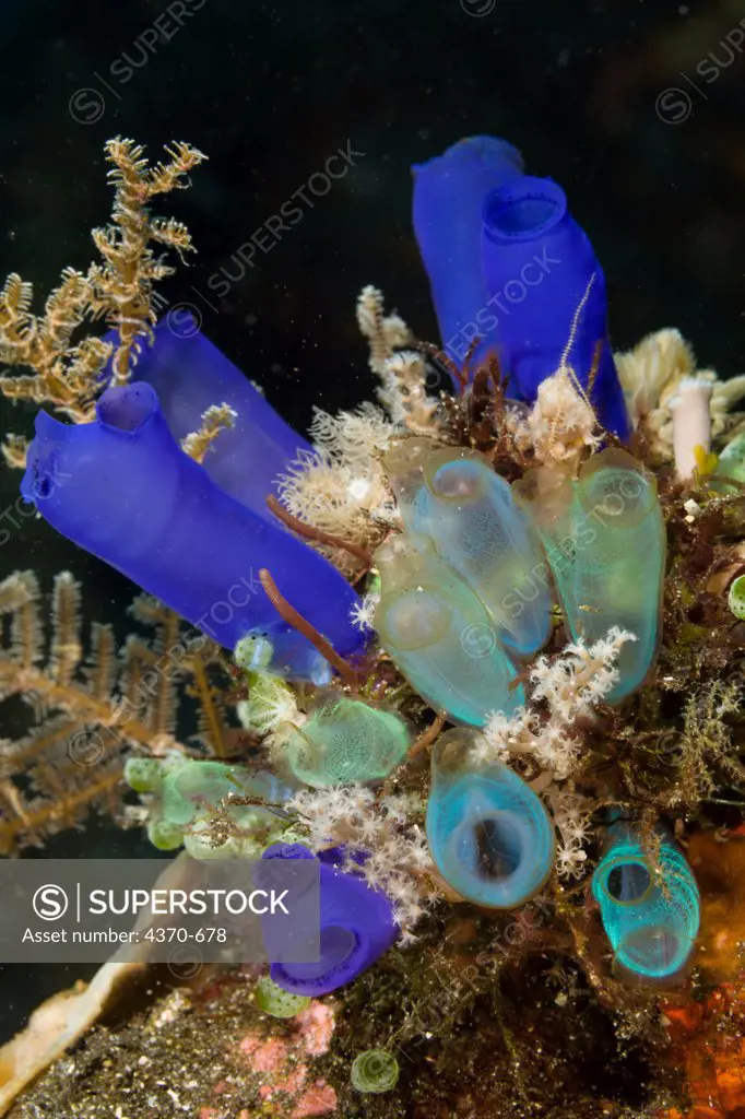 Indonesia,  Komodo, Variety of Tunicates Cluster of colorful Sea Tunicates, Blue Tunicate (Rhopalaea sp.)