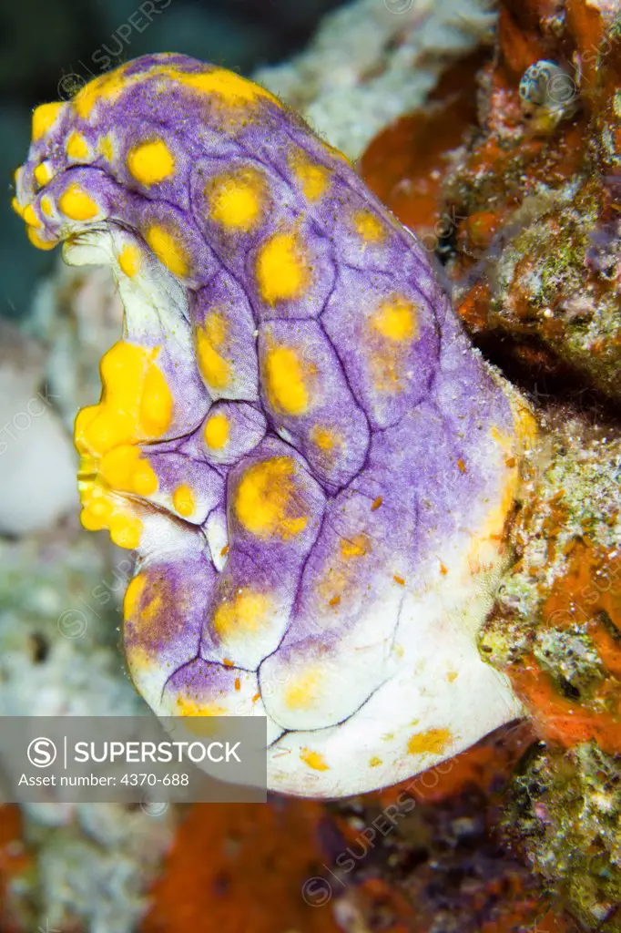Indonesia, Purple sea squirt (Polycarpa aurata)