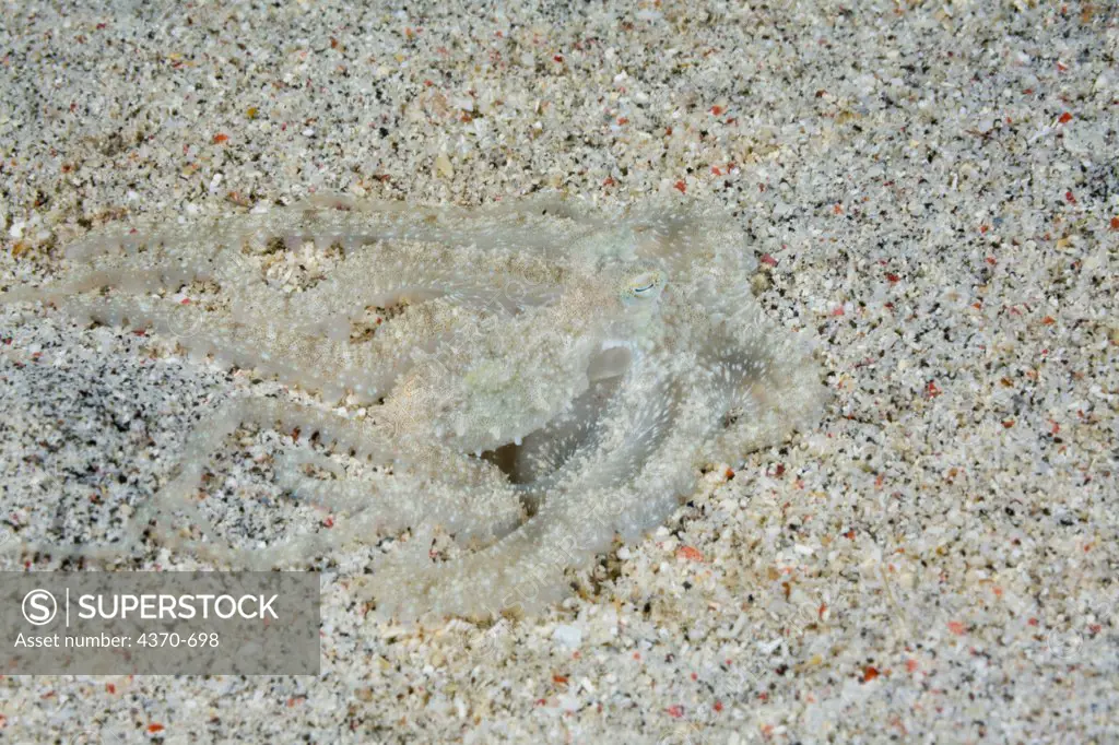 Indonesia, Bali, Circus, Unidentified species of small octopus in sand den