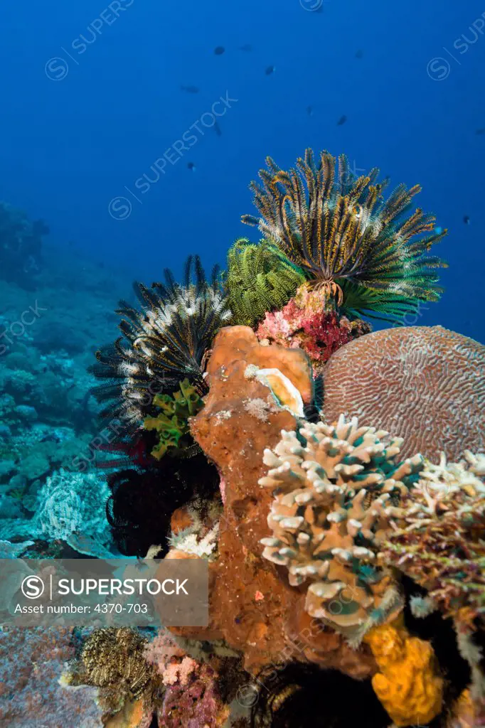 Indonesia,  Crinoids on Healthy Reef System Near Giliawa Laut