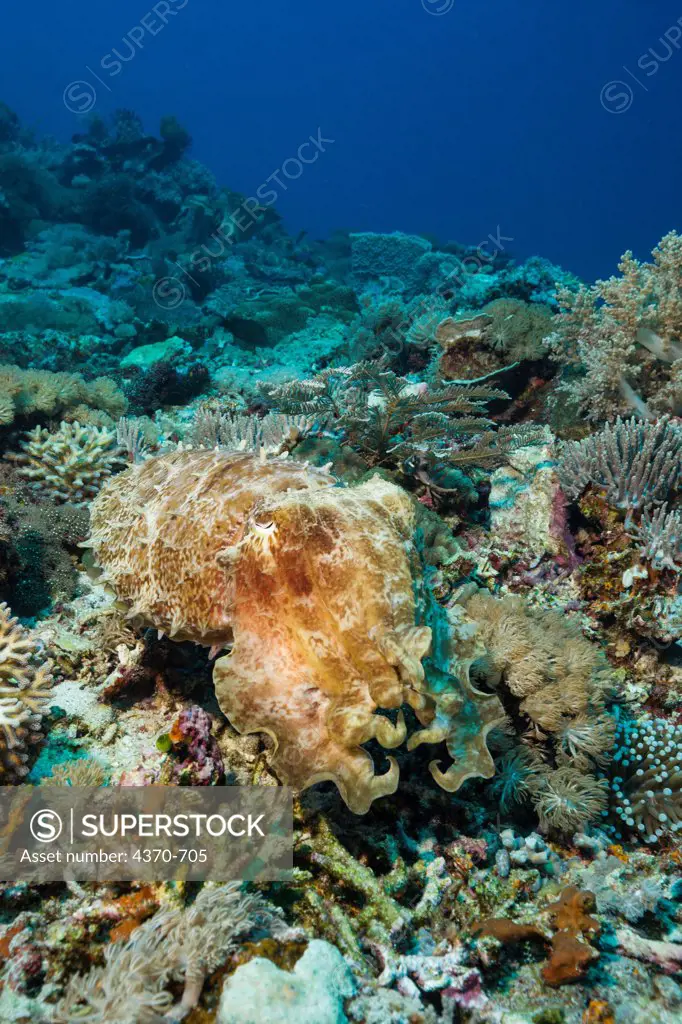 Indonesia,  Komodo, Cuttlefish (Sepia latimanus)