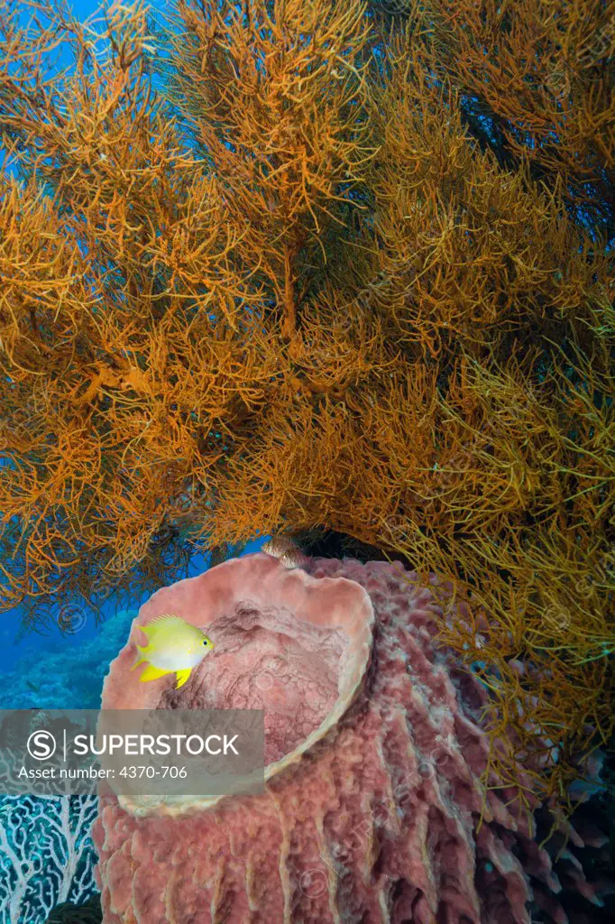 Indonesia, Komodo, Black coral, barrel sponge and damselfish