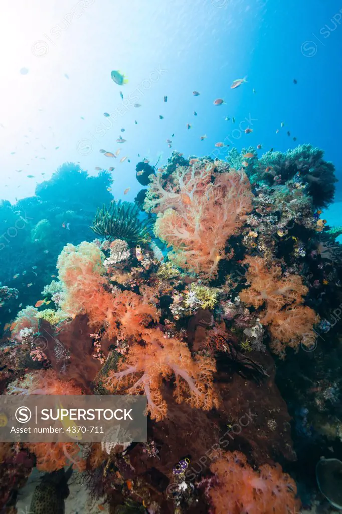 Indonesia, Healthy reef system with sponges and corals